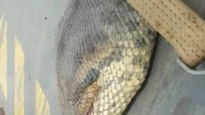 Trăn khổng lồ 10m khiến công nhân Brazil khiếp vía