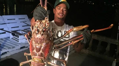 Bắt được 'lão' tôm hùm khổng lồ, to bằng nửa thân người