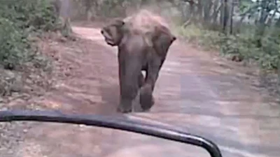 Đứng tim cảnh voi 'điên' đuổi theo xe khách