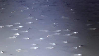 Năm nay, cá ở Nhiêu Lộc - Thị Nghè có chết?