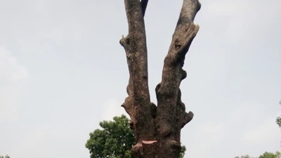  Tiếc xà cừ cổ thụ Sài Gòn bị đốn 