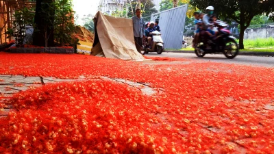  Hoa lộc vừng đỏ rực, rơi ngập đường phố ở Sài Gòn