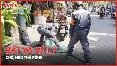 Video: Tổ bắt và xử lý chó, mèo thả rông đầu tiên ở Đà Nẵng