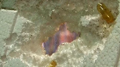 Viên dầu cá Omega-3 Trung Quốc ăn thủng tấm xốp