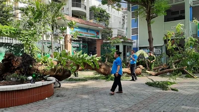 TP.HCM: Cây phượng trong trường bật gốc, 1 học sinh tử vong 