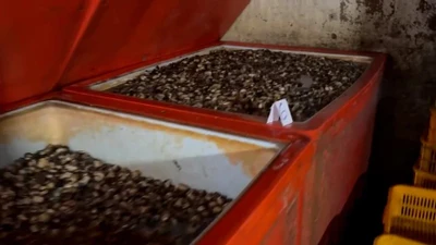 Ăn ốc bươu ngâm ‘thủy tinh lỏng’: Nguy cơ viêm loét dạ dày, ảnh hưởng gan, thận