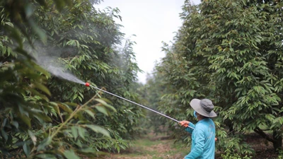 Sầu riêng xì mủ, nông dân ở thủ phủ sầu riêng Lâm Đồng như ngồi trên lửa