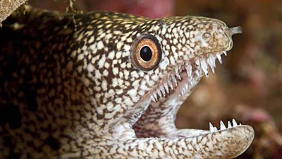 Quân y tàu Hải quân cấp cứu ngư dân bị cá chình cắn trên biển 