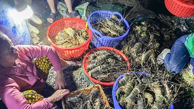 Tôm hùm xanh chết đột ngột hàng loạt ở Phú Yên