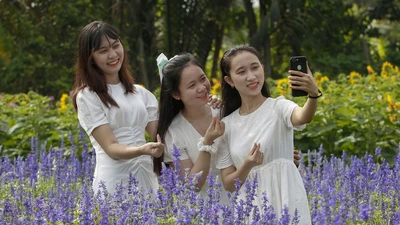 Đẹp ngỡ ngàng Cánh đồng hoa bên sông Sài Gòn