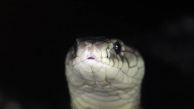 Nuôi loài cực độc, nông dân miền Tây bỏ túi 100 triệu/tháng