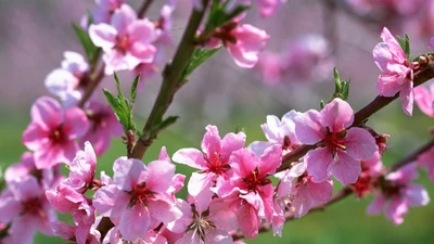 Dự báo thời tiết Tết Nguyên đán Bính Ngọ 'rất đẹp'