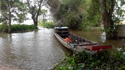 Về An Giang ăn cá linh trên đồng nước nổi