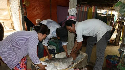 Bắt được cá nghi sủ vàng, nặng 26 kg 