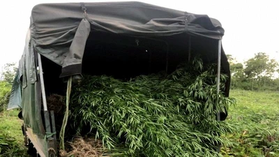 Phát hiện gần nửa tấn cây cần sa ven suối