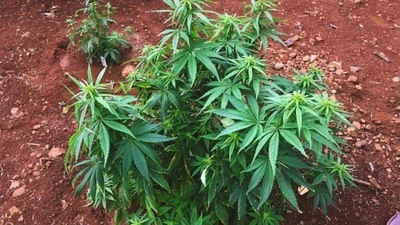 Mang cần sa về trồng nhưng nói là cây chè