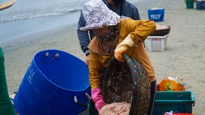 Ngư dân Đà Nẵng ra biển xúc ruốc kiếm tiền triệu mỗi ngày