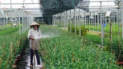  Người trồng hoa Đà Nẵng sốt ruột chờ thương lái 
