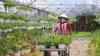 Thủ phủ hoa lớn nhất Đà Nẵng tất bật ngày giáp Tết