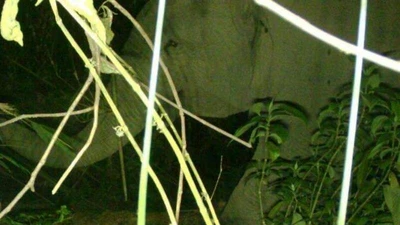 2 đàn voi rừng xuất hiện ở Hà Tĩnh, Nghệ An