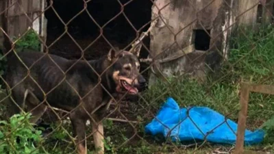 Nữ công nhân tử vong do chó của chủ phòng trọ tấn công