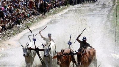 đua bò Bảy Núi (ảnh GIA TUỆ)