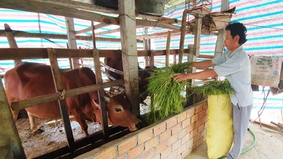 “May mà kịp bỏ nhà chạy tránh bão!”