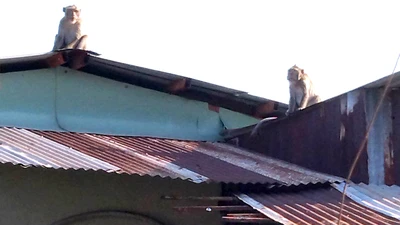 Khỉ trèo nóc nhà nhảy đùng đùng. Ảnh: CTV