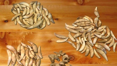 Hàng chục nanh báo, vuốt sư tử bị bắt tại Tân Sơn Nhất