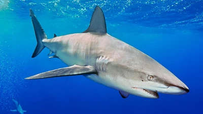 Cá mập 'thích' tấn công đàn ông hơn phụ nữ
