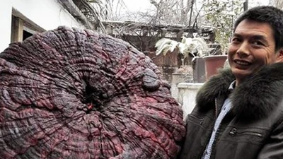 Xuất hiện những chiếc nấm linh chi khổng lồ