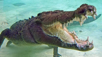 Nuôi cá sấu làm thú cưng suốt 60 năm