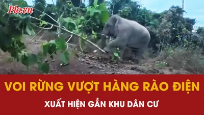 Voi rừng vượt hàng rào điện, xuất hiện gần khu dân cư ở Đồng Nai