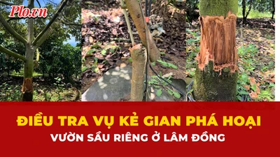 sầu riêng, chặt phá, 