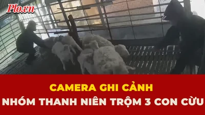 con cừu, trộm cắp, Khánh Hoà
