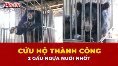 gấu ngựa, cứu hộ, Nghệ An