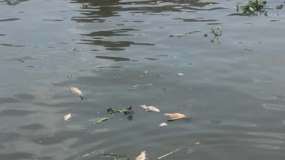 Nhiêu Lộc: Cá chết nổi đầy kênh, dân đua nhau đi vớt