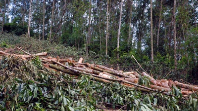 Nổ bom bi trong khi thu hoạch cây tràm, 2 người tử vong