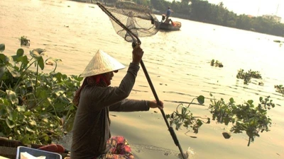 Cá chép chưa kịp đưa ông Táo về trời đã bị 'tóm'