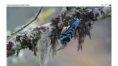Bức ảnh về loài chim quý hiếm tại Việt Nam đạt giải nhất