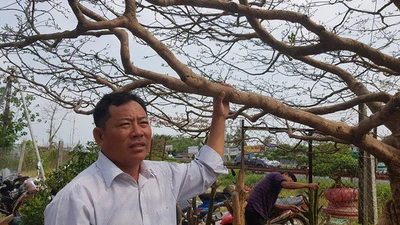 Cây mai vàng 'khủng' hét giá 1,6 tỉ đồng có gì lạ?