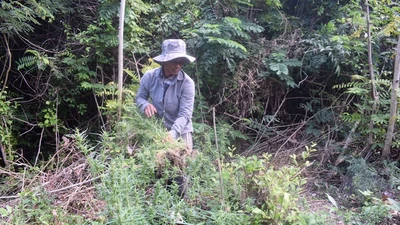 Trồng cần sa cho gà ăn rồi nhân giống bán cho người nghiện