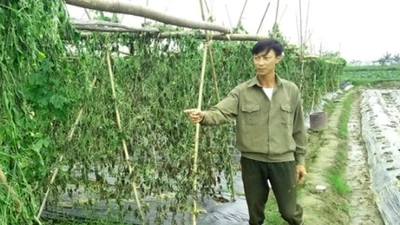 2 nông dân bị kẻ gian hủy hoại 8 sào mướp đắng trong đêm