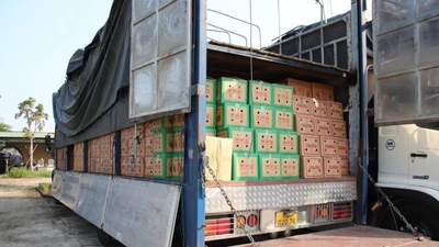 Nguỵ trang gần 900 chai rượu ngoại ‘lậu’ trong thùng trái cây