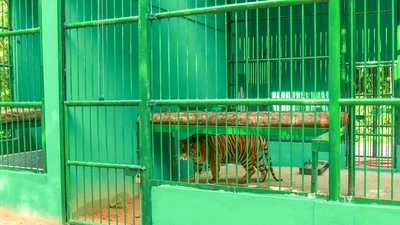 7 con hổ ở Phong Nha-Kẻ Bàng sau khi chuyển về 'nhà' mới