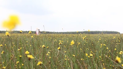 Clip: Về ngắm hoa Hoàng đầu ấn đẹp nhất Đồng Tháp