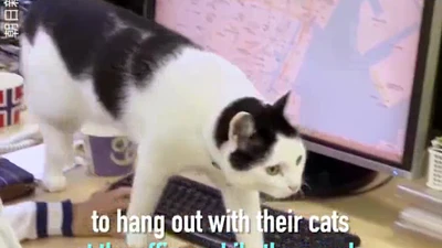 Nhân viên mang mèo đến văn phòng để... đỡ căng thẳng