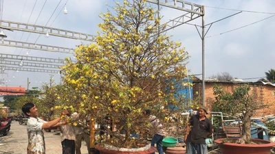 Vườn mai thu tiền tỉ nhờ đầu tư nhà kính