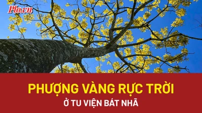 Video: Ngắm phượng vàng rực trời ở Tu viện Bát Nhã, Lâm Đồng