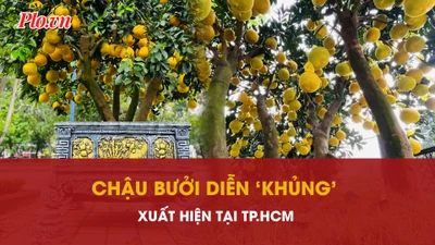 Độc đáo chậu bưởi Diễn trưng Tết cao gần 4 mét xuất hiện tại TP.HCM